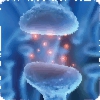 neurotransmitter_home.gif